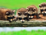 Raccoons