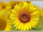 PRETTY SUNFLOWER