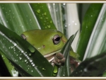 PEEPING FROG