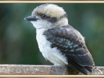 BABY KOOKABURRA