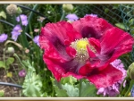 LOVELY POPPY