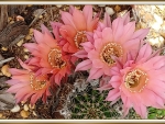 CACTUS FLOWERS