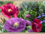 PRETTY POPPIES