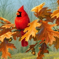 Red Cardinal