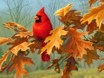 Red Cardinal