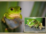 FRAMED FROGS
