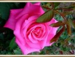 BEAUTIFUL ROSE