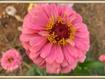PINK ZINNIA