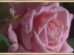 PRETTY ROSE