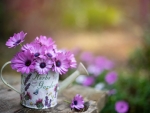 Pink Osteospermum