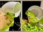 FRAMED FROGS