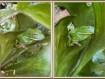 FRAMED FROGS