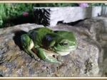 FROG ON A ROCK