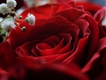 Red Rose