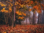 Autumn's Glow - Leighton, Bedfordshire