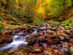 Creek in autumn forest