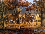 Deers in forest