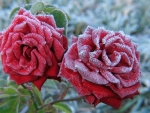 Frozen roses
