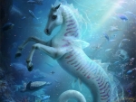 Seahorse