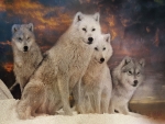 Wolves