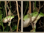 FROG COLLAGE