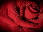 Red Rose