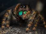 Jumping Spider