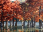 Autumn on lake with swamp Cypresses with reflection