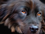 Lond haired black dog