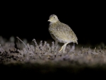 Plains Wanderer