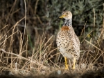 Plains Wanderer
