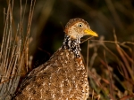 Plains Wanderer