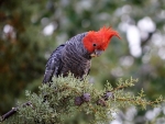 Gang Gang Cockatoo