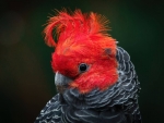 Gang Gang Cockatoo