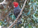 Gang Gang Cockatoo