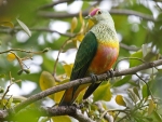 Rose Top Fruit Dove