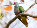 Rose Top Fruit Dove