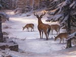 Deers