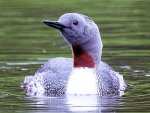 Red Throated Loon