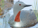 Red Throated Loon