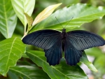 Black Butterfly