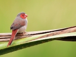 Crimson Finch