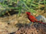 Crimson Finch