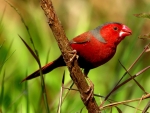 Crimson Finch