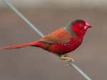 Crimson Finch