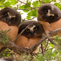 OWLS
