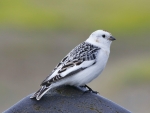 Snow Bunting
