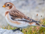 Snow Bunting
