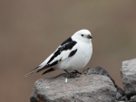 Snow Bunting