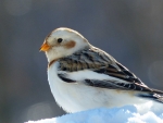 Snow Bunting